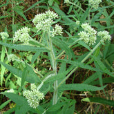Boneset (Eupatorium perfoliatum)